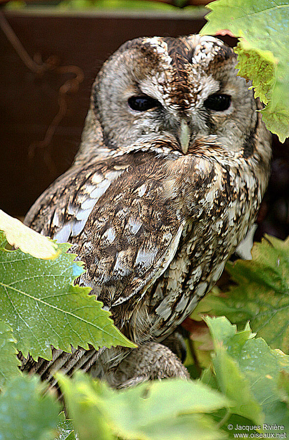 Tawny Owladult breeding