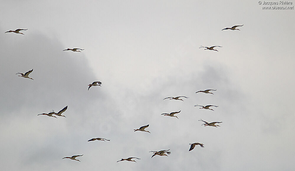 White Stork, Flight