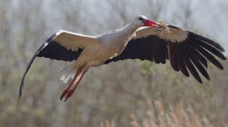 White Stork