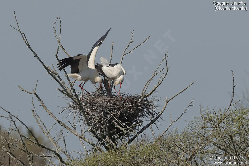 White Storkadult breeding, Reproduction-nesting