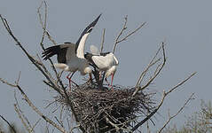 Cigogne blanche