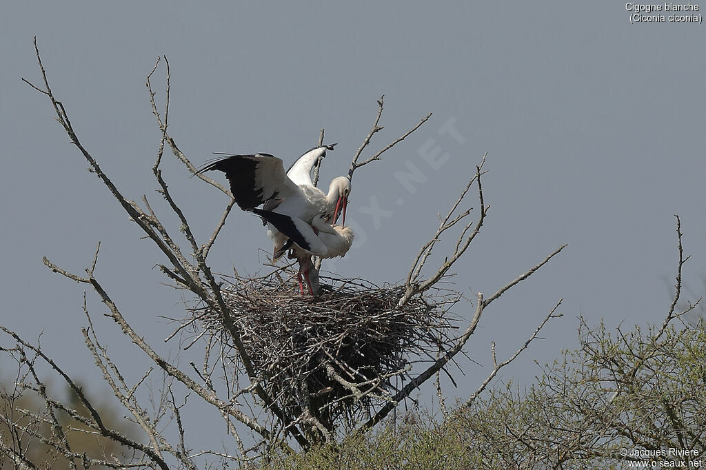 Cigogne blancheadulte nuptial, accouplement.