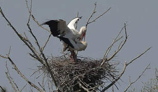 White Stork