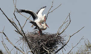 White Stork