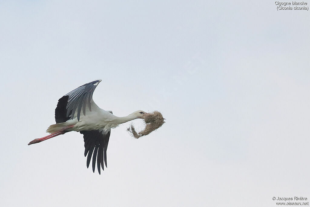 Cigogne blancheadulte nuptial, Nidification