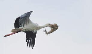 White Stork