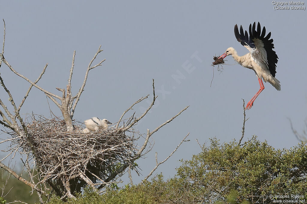 Cigogne blanche, identification, Nidification