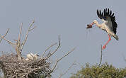 Cigogne blanche