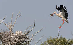 Cigogne blanche