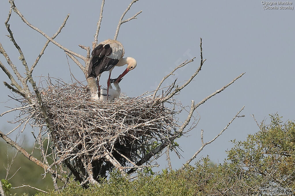 Cigogne blanche, identification, Nidification