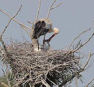 White Stork