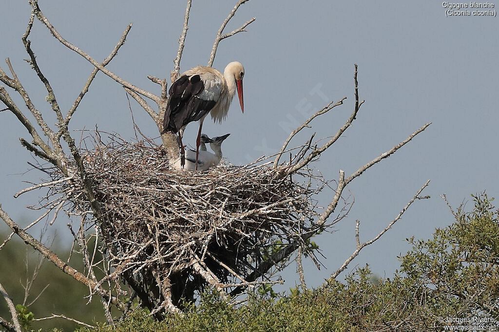 Cigogne blanche, identification, Nidification