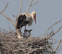 White Stork