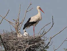 White Stork