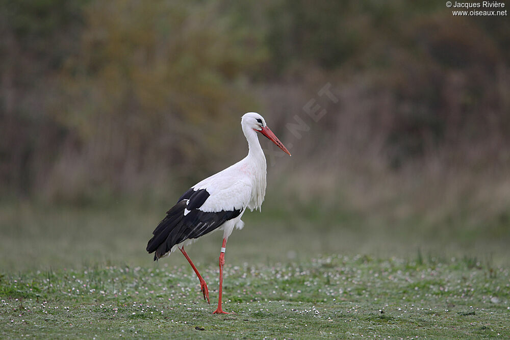 Cigogne blancheadulte nuptial