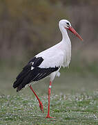 White Stork