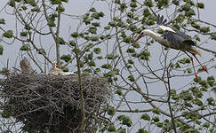 Cigogne blanche