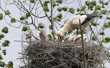 Cigogne blanche
