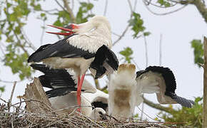 White Stork
