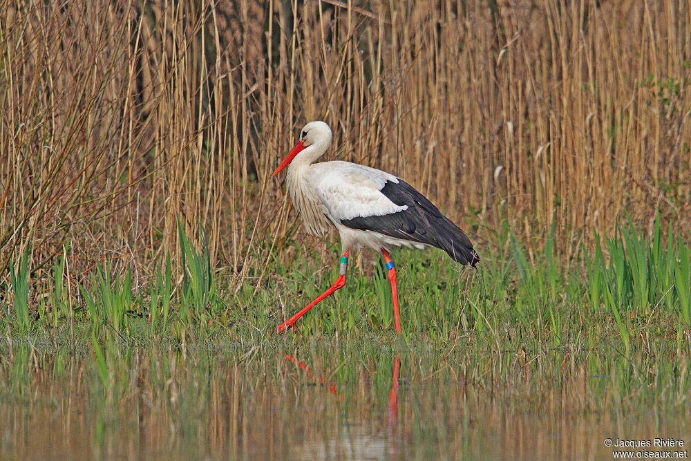 Cigogne blancheadulte nuptial