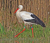 Cigogne blanche