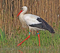 White Stork