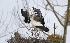 White Stork