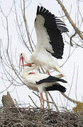 White Stork