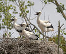 Cigogne blanche