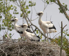 White Stork