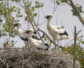 Cigogne blanche