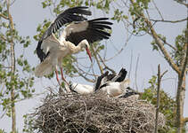 Cigogne blanche