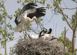 White Stork