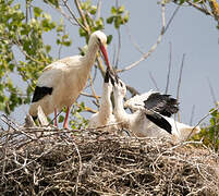 White Stork
