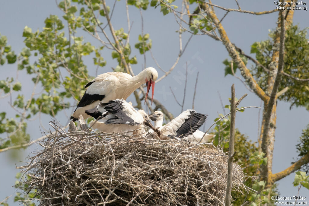 White Storkadult breeding, identification, Reproduction-nesting