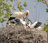 Cigogne blanche