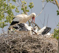 White Stork