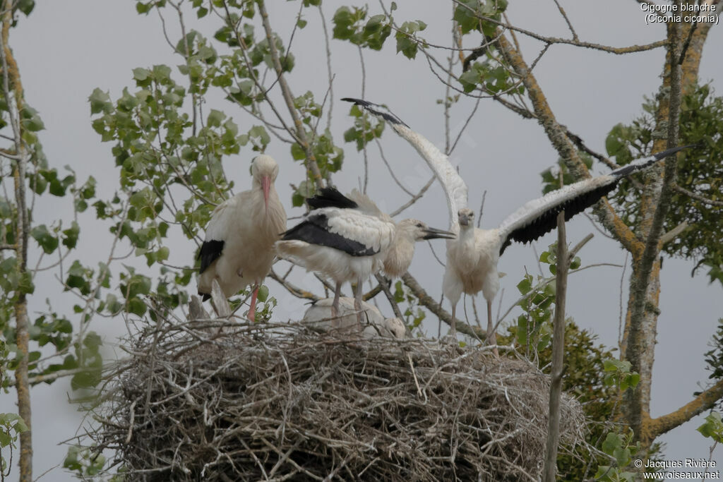 White Stork, identification, Reproduction-nesting