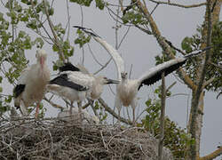 White Stork