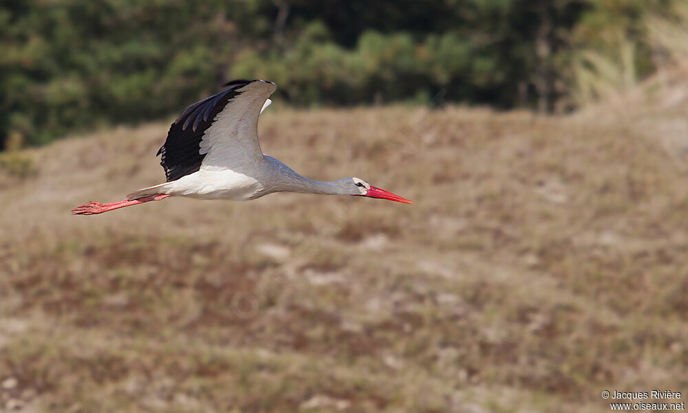 White Storkadult breeding, Flight