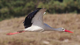 Cigogne blanche