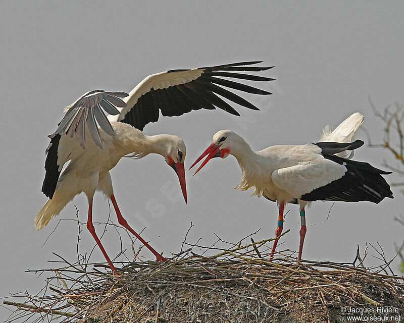 White Stork , Reproduction-nesting