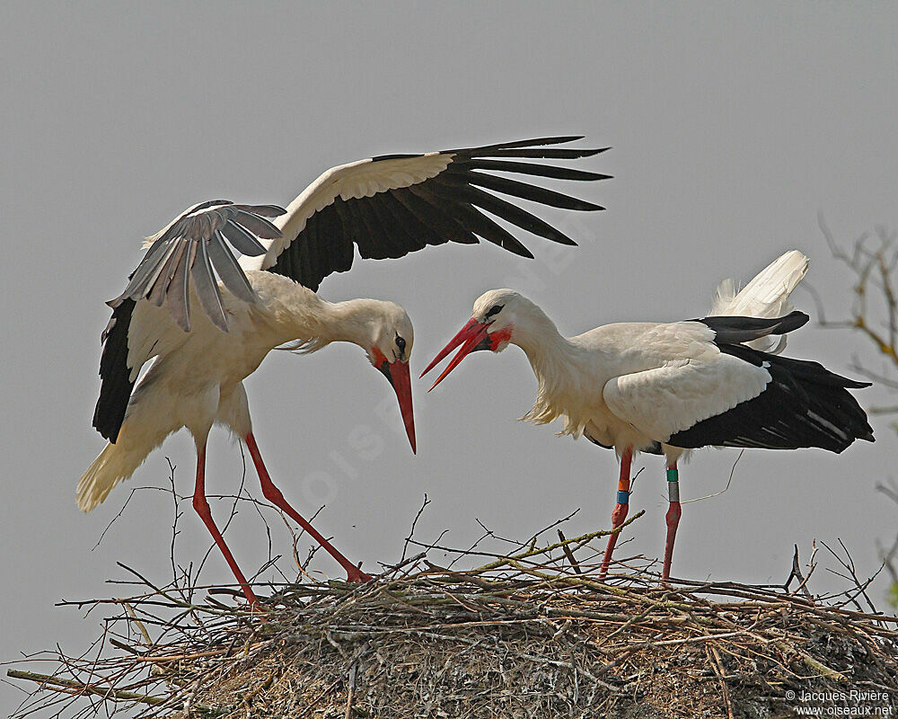 Cigogne blanche , Nidification