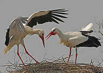 Cigogne blanche