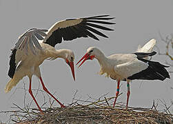 White Stork