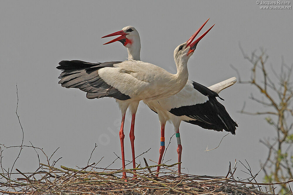 Cigogne blanche adulte nuptial, Nidification