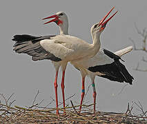 White Stork