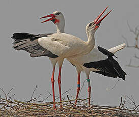 Cigogne blanche