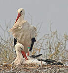 Cigogne blanche