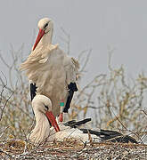 White Stork